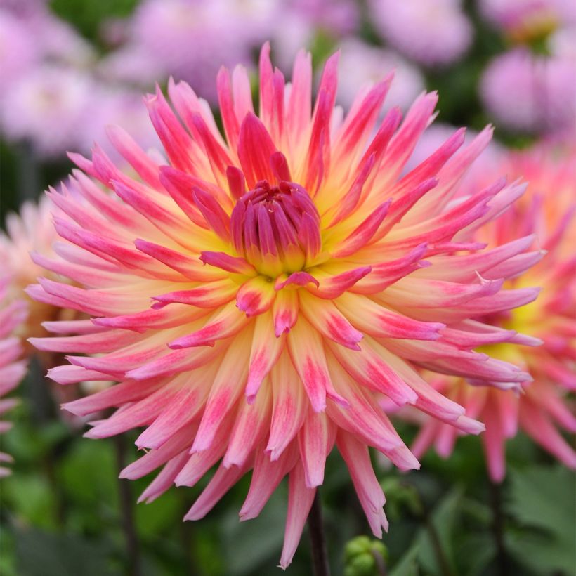 Kaktus-Dahlie Karma Sangria (Flowering)
