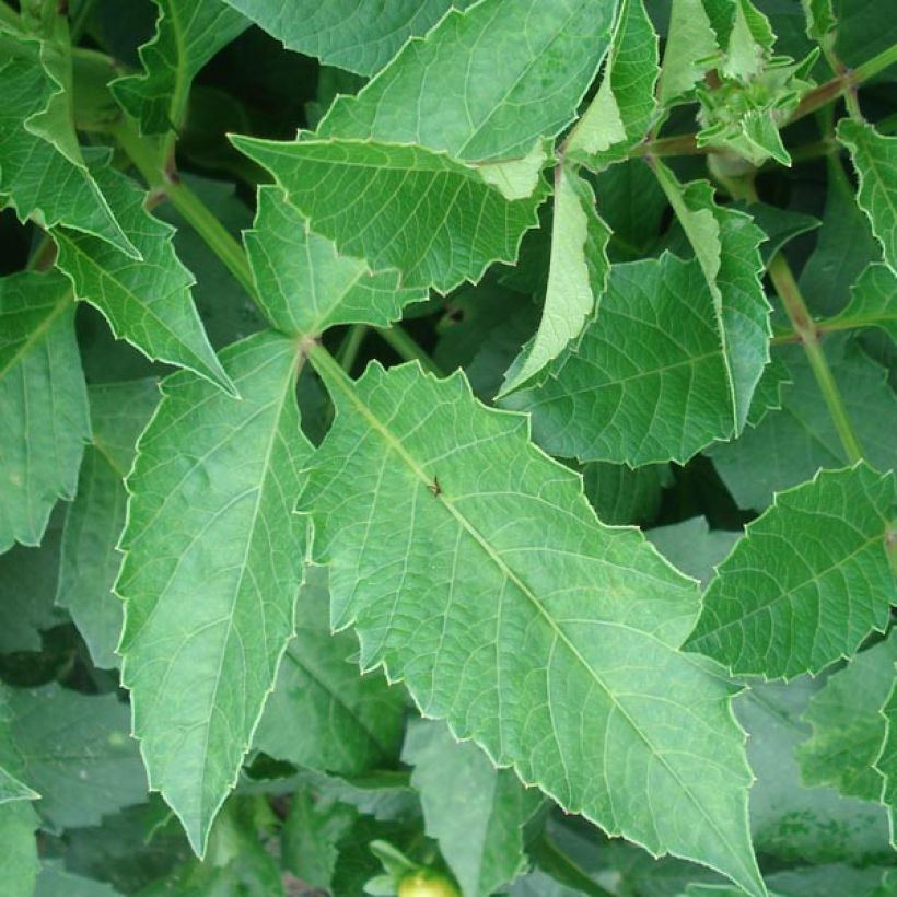 Zwerg-Dahlie Claudette (Foliage)
