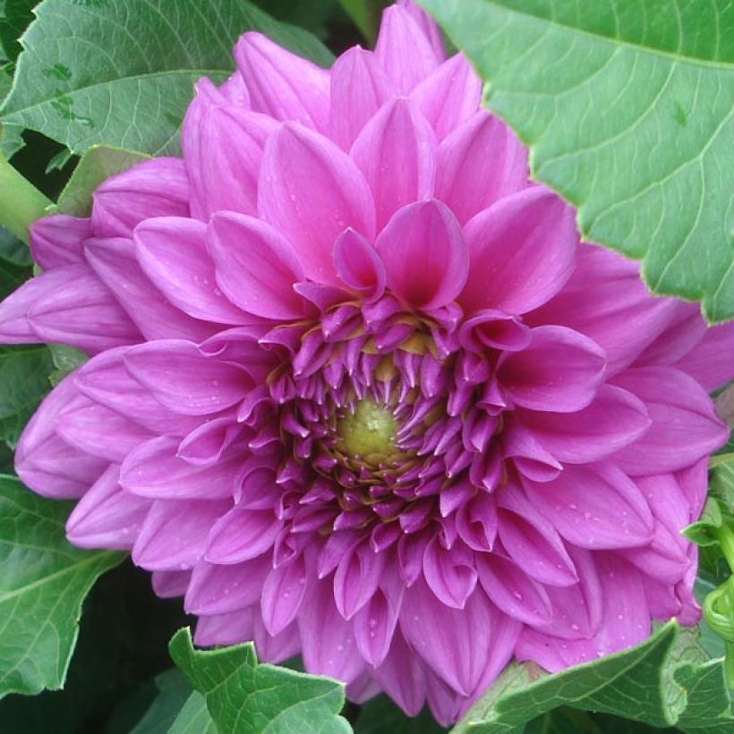 Zwerg-Dahlie Claudette (Flowering)