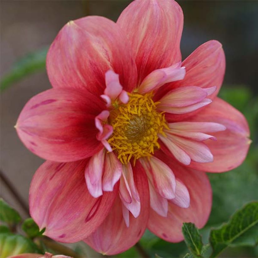 Halskrausen-Dahlie Giggles (Flowering)