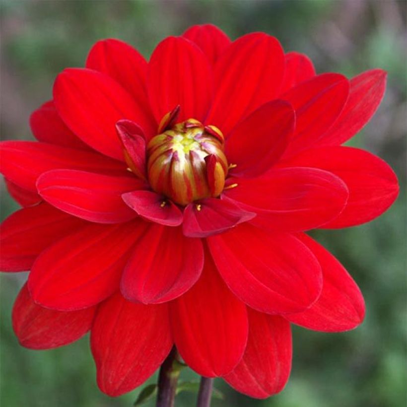 Dekorative Dahlie Contessa (Flowering)