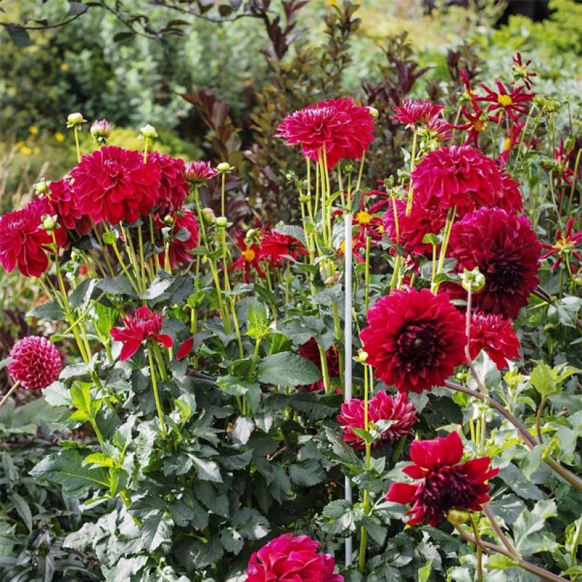 Pompon-Dahlie Cornel (Flowering)