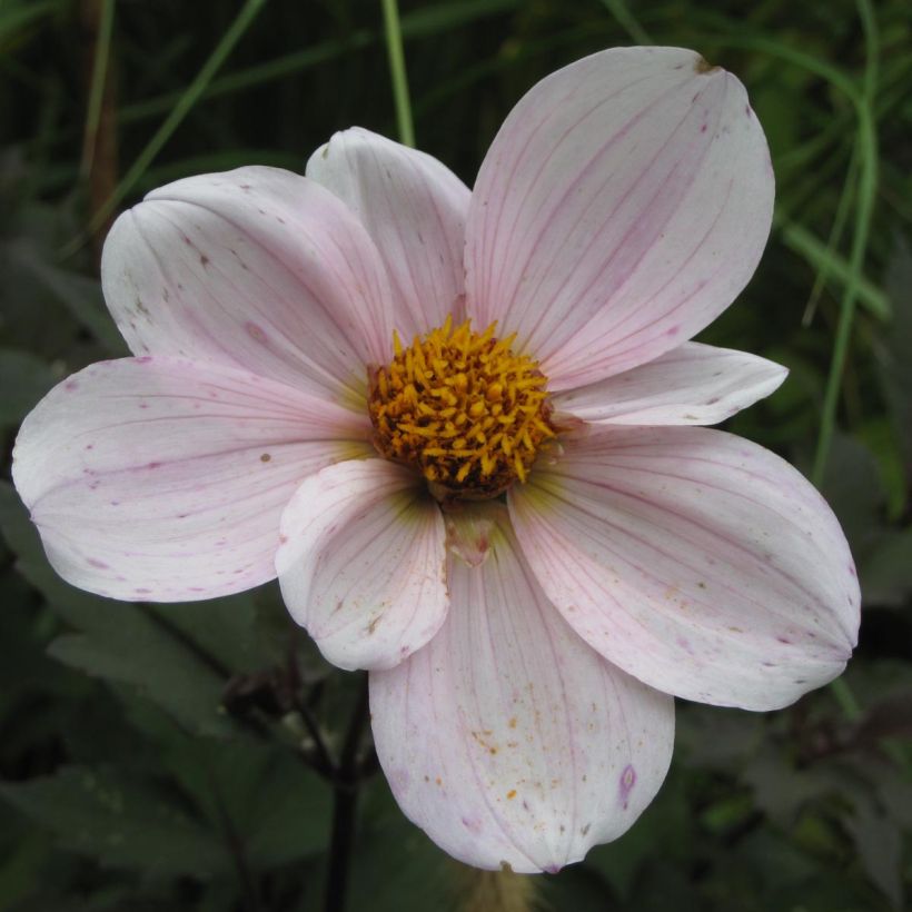 Zwerg-Dahlie Cory (Flowering)