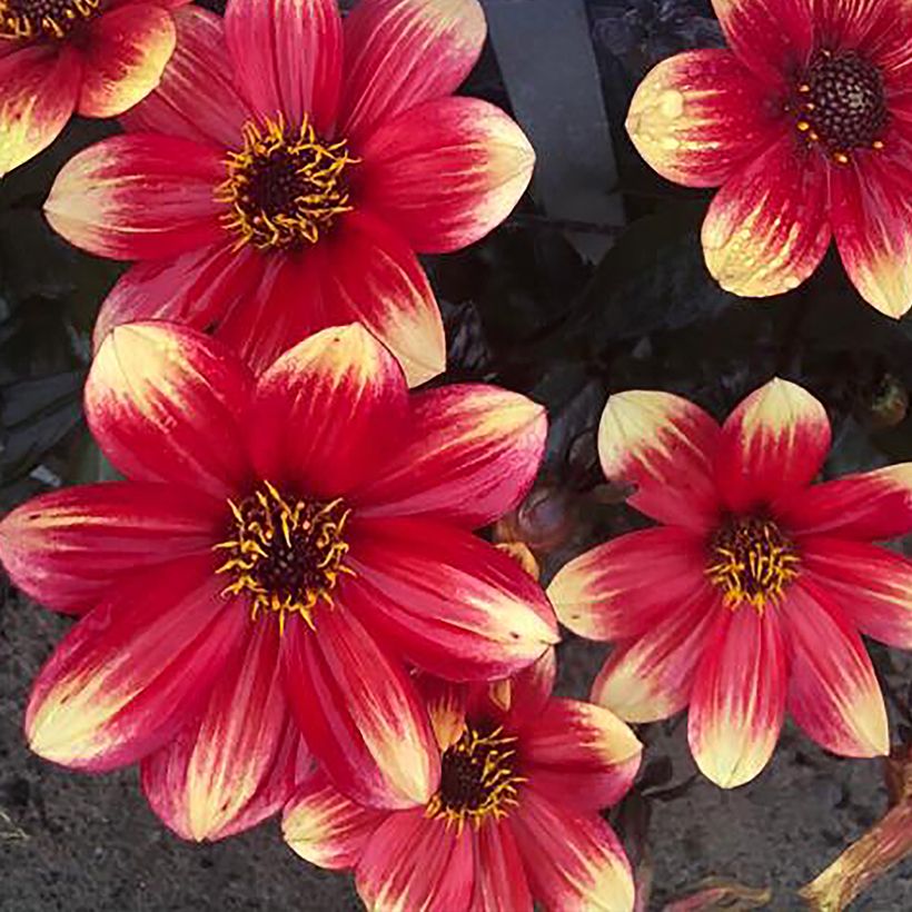 Zwerg-Dahlie Dahlegria Bicolore (Flowering)