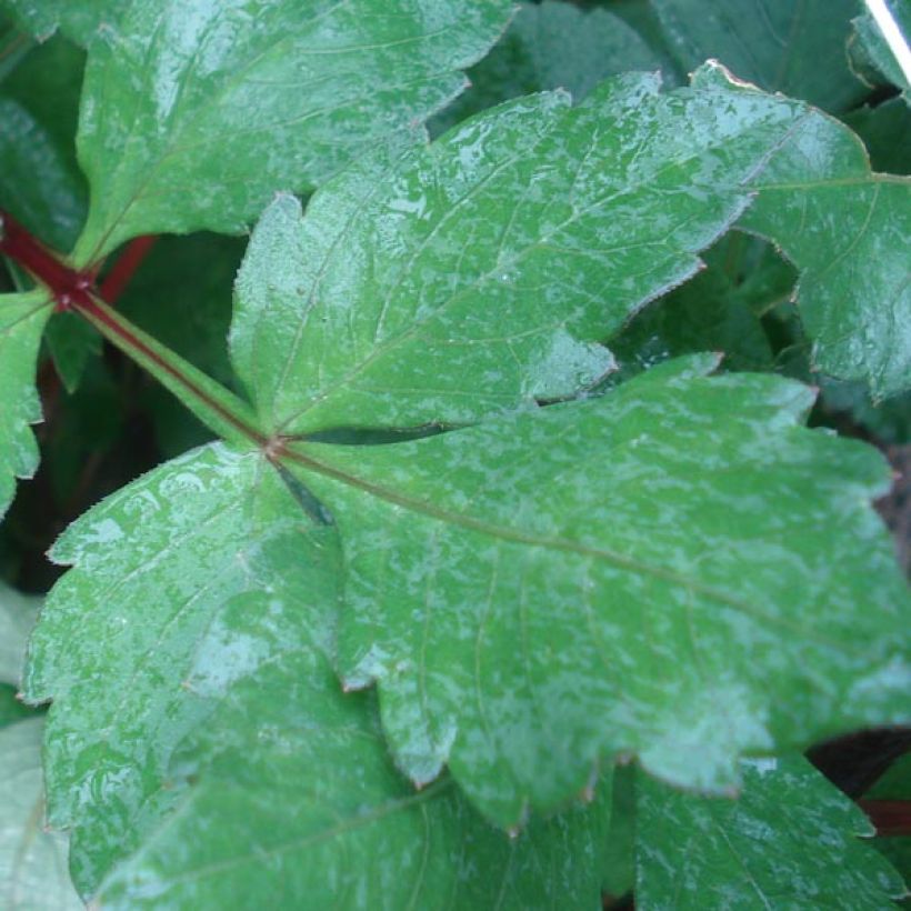 Schmuck-Dahlie Daisy Duke (Foliage)