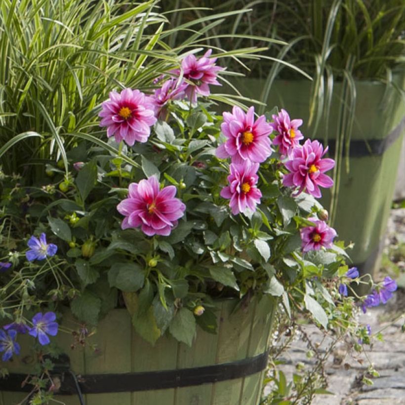 Dekorative Dahlie Sel Dalaya Yogi (Plant habit)