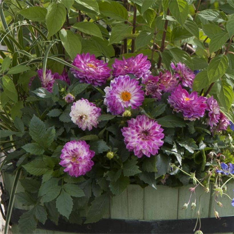 Dekorative Dahlie Dalina Maxi Bonita (Plant habit)