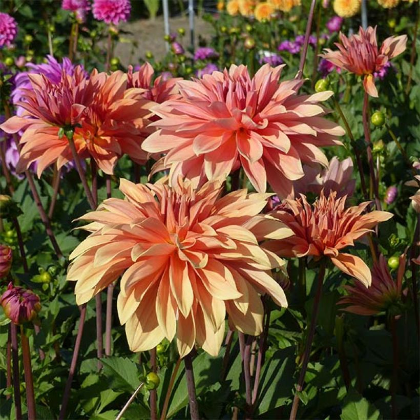 Schmuck-Dahlie Babylon Bronze (Flowering)