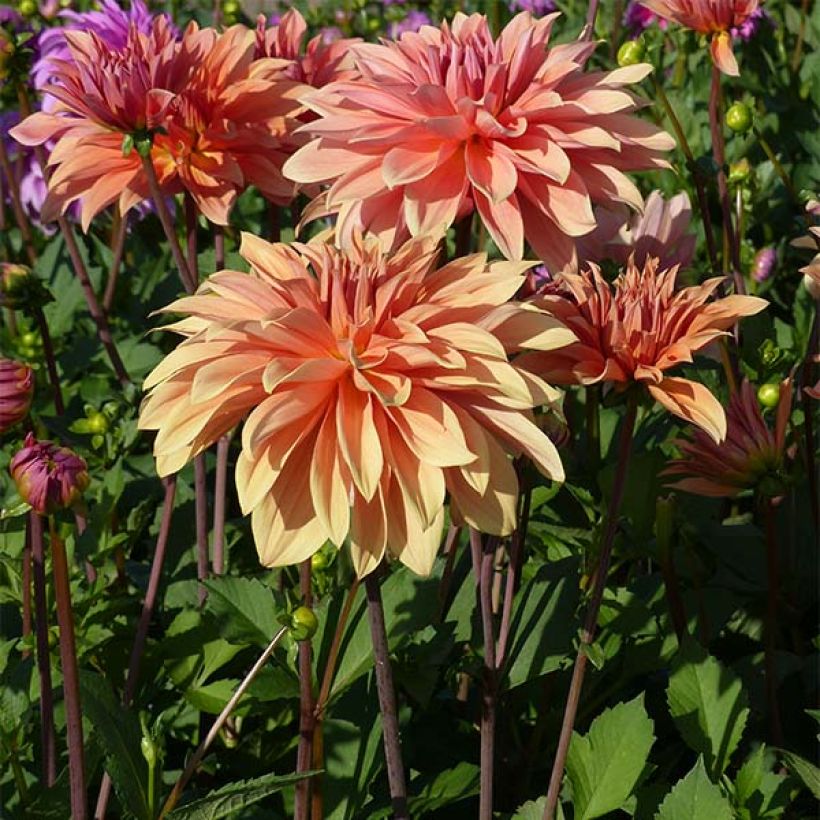 Schmuck-Dahlie Babylon Bronze (Plant habit)