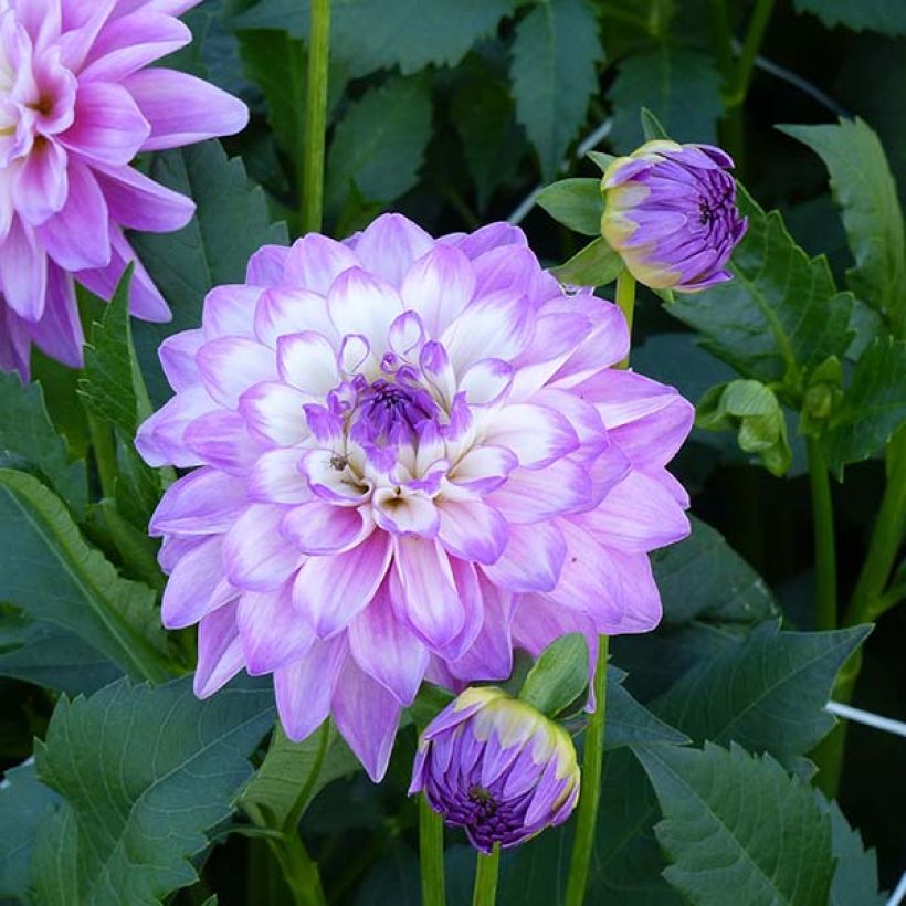 Schmuck-Dahlie Blue Wish (Flowering)