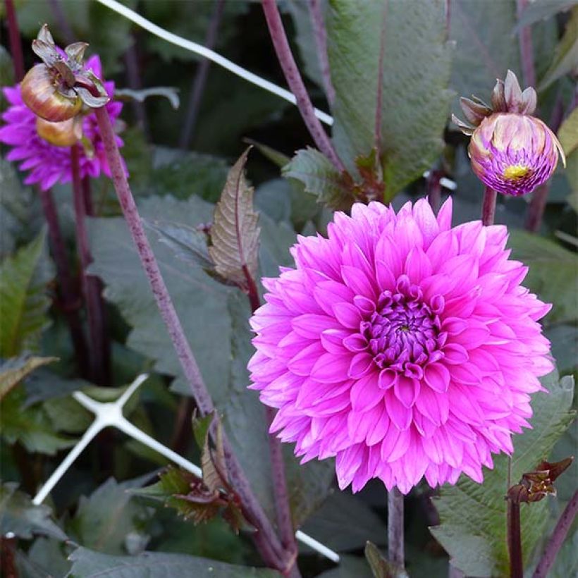 Schmuck-Dahlie Evening Breeze (Flowering)