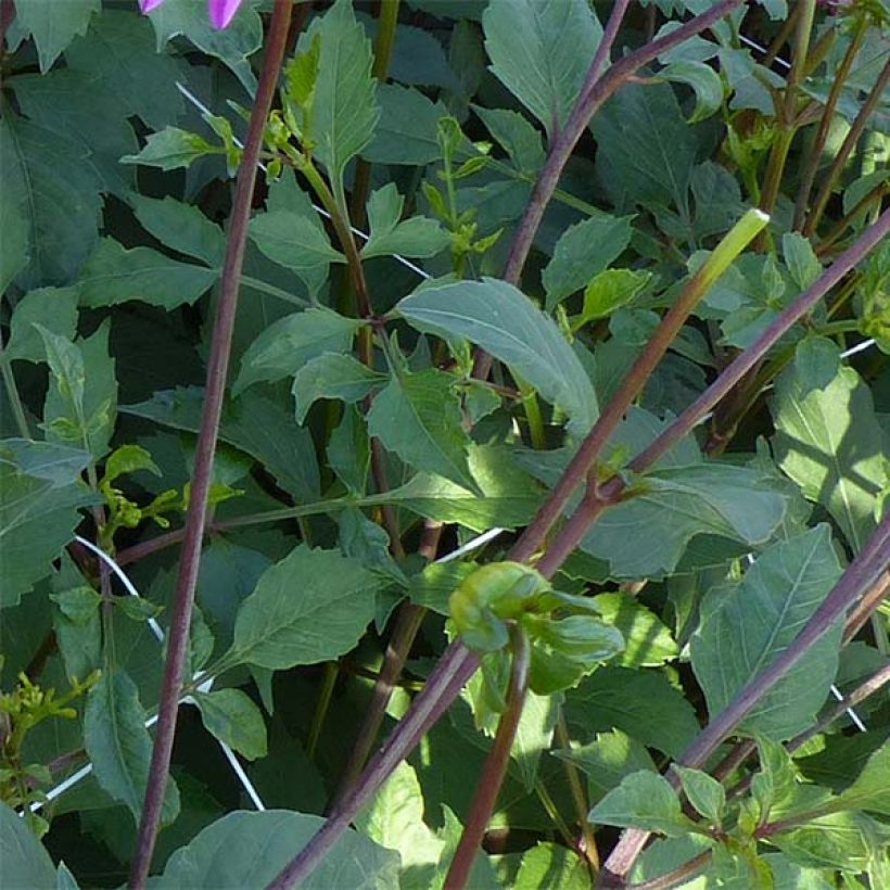Schmuck-Dahlie Gerbera (Foliage)