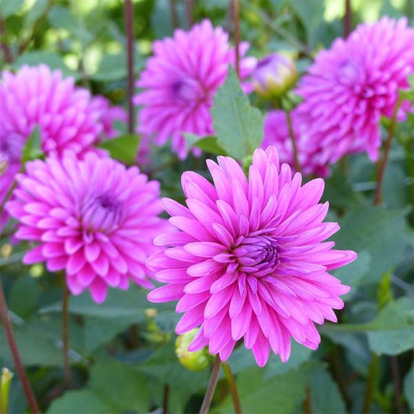 Schmuck-Dahlie Gerbera (Flowering)