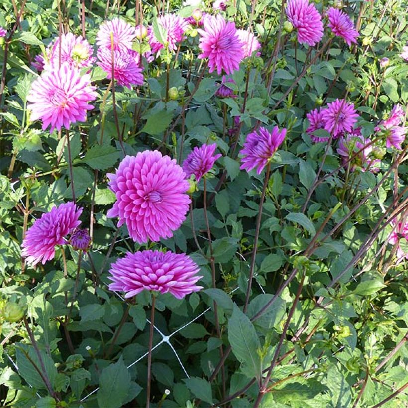 Schmuck-Dahlie Gerbera (Plant habit)