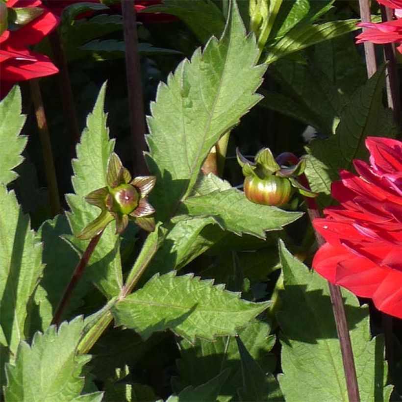 Schmuck-Dahlie Karma Amora (Foliage)