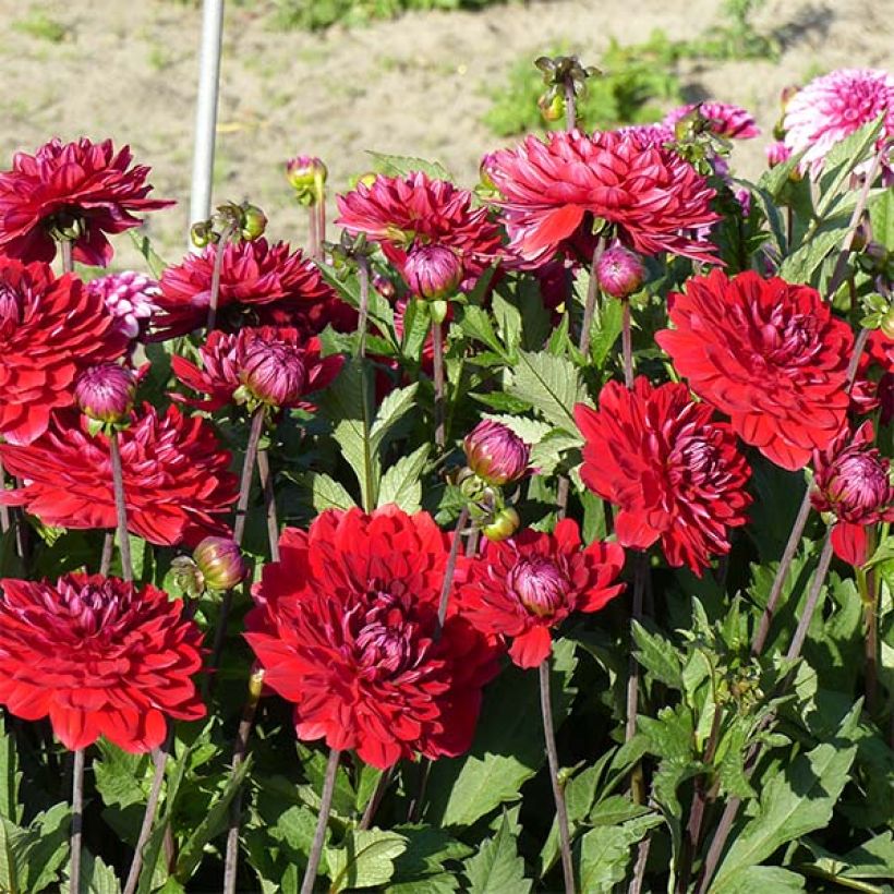 Schmuck-Dahlie Karma Amora (Flowering)