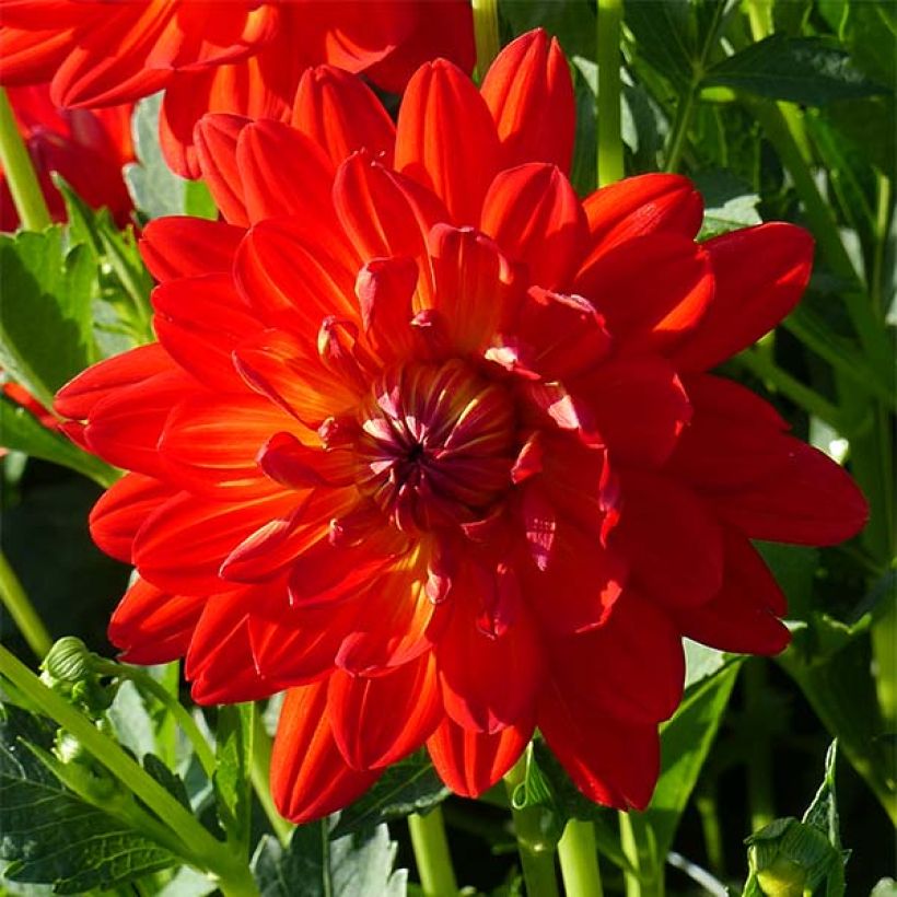 Schmuck-Dahlie Karma Irene (Flowering)