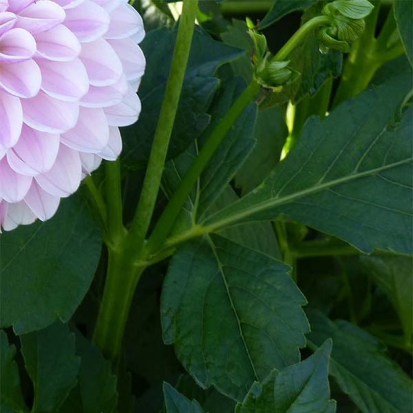 Schmuck-Dahlie Pink Silk (Foliage)