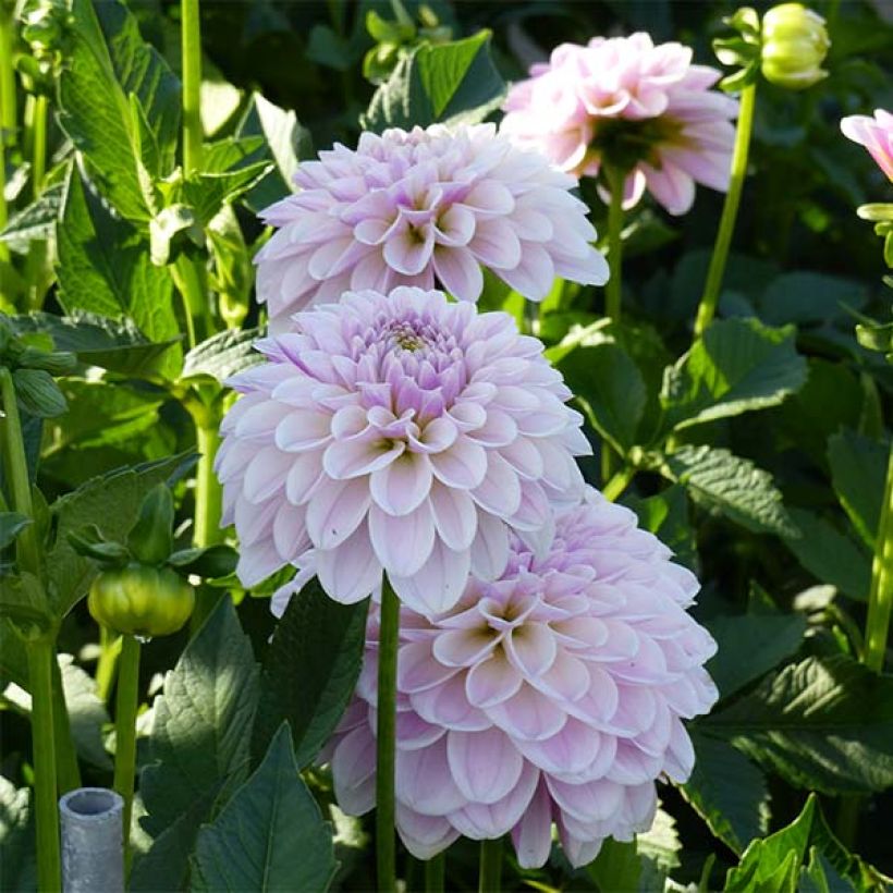 Schmuck-Dahlie Pink Silk (Flowering)