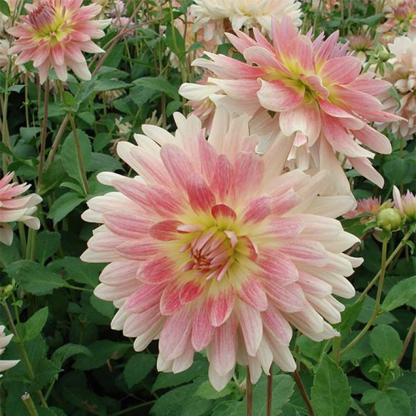 Schmuck-Dahlie Sunset Tropical (Flowering)