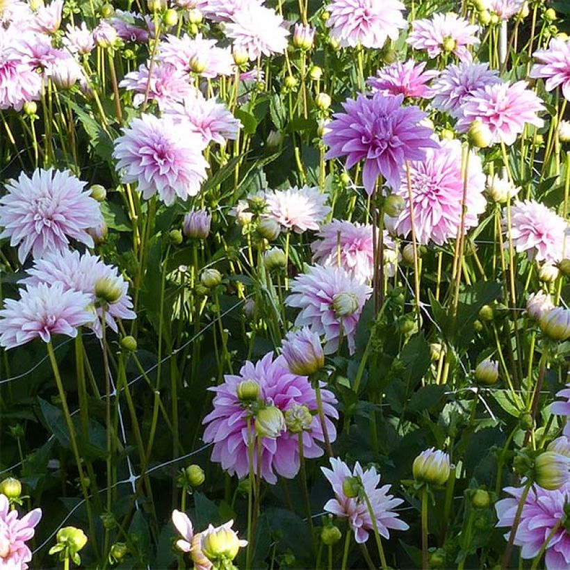 Schmuck-Dahlie Sweet Tiamo (Flowering)