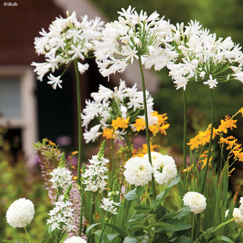 Schmuck-Dahlie Karma Serena (Hafen)