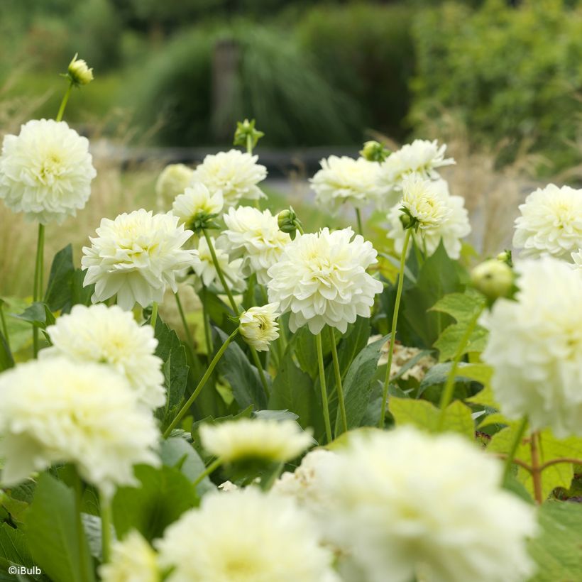 Schmuck-Dahlie Karma Serena (Blüte)