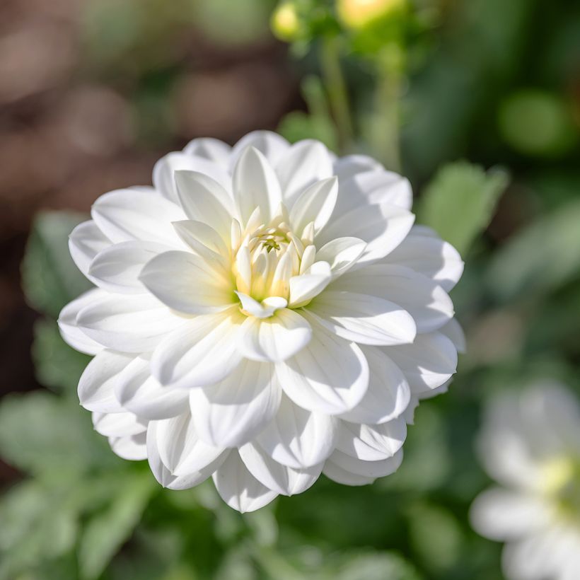 Dahlia camélia White Onesta (Blüte)