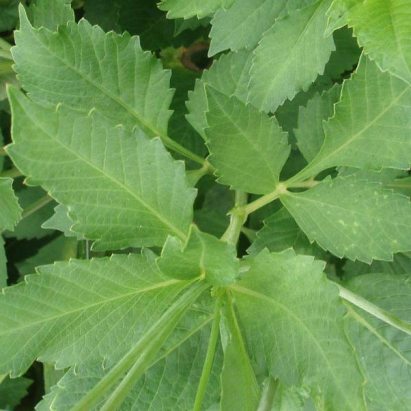 Schmuck-Dahlie Deep Impact (Foliage)