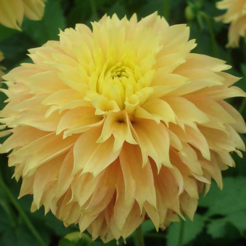 Schmuck-Dahlie Deep Impact (Flowering)