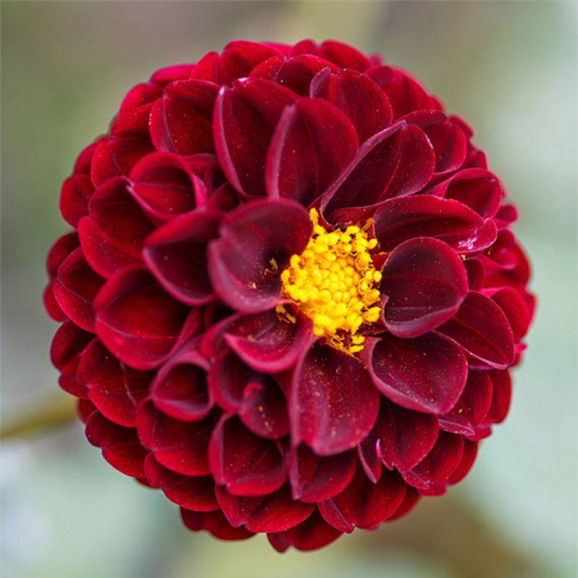 Pompon-Dahlie Downham Royal (Flowering)