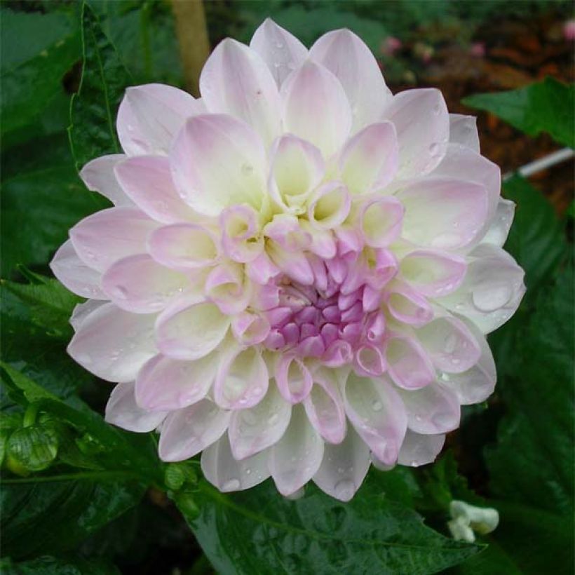 Schmuck-Dahlie Evelyne (Flowering)
