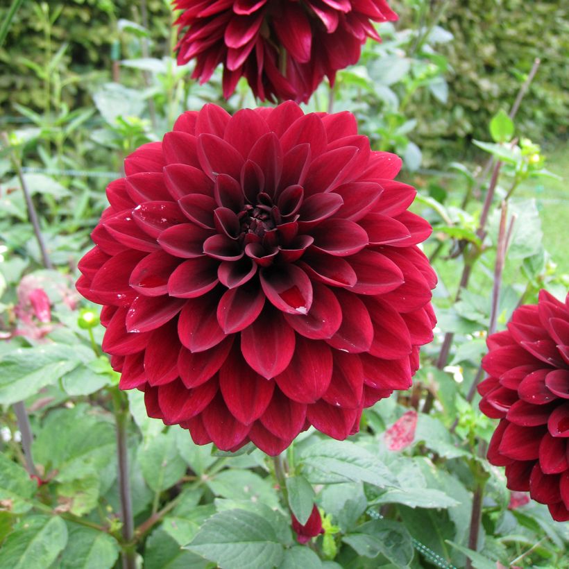 Schmuck-Dahlie Faro (Flowering)