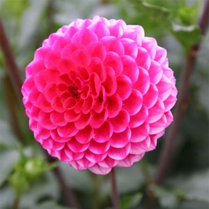 Pompon-Dahlie Fatima (Flowering)
