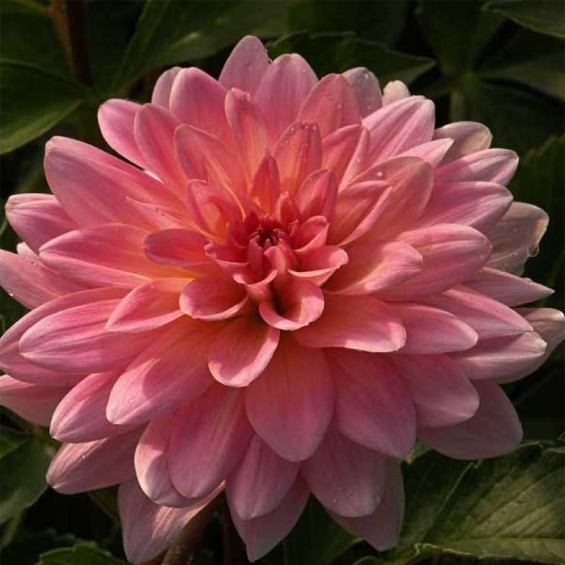 Dekorative Dahlie Gerrie Hoek (Flowering)