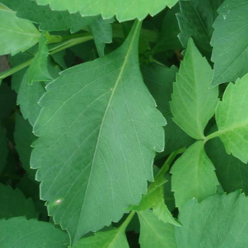 Dekorative Dahlie Glory of Heemstede (Foliage)