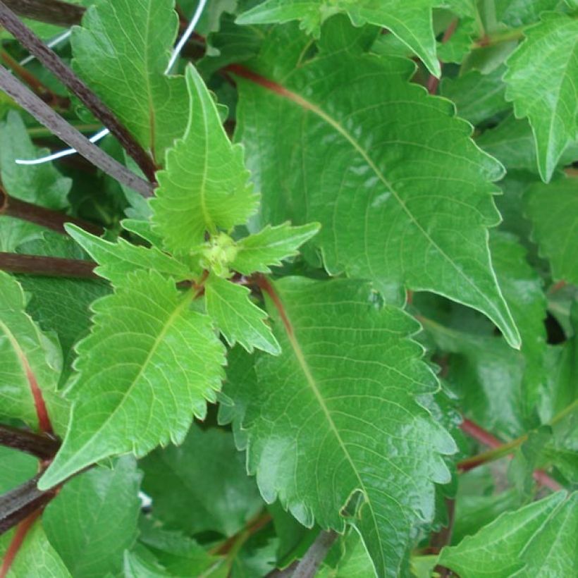 Schmuck-Dahlie Graaf Floris (Foliage)