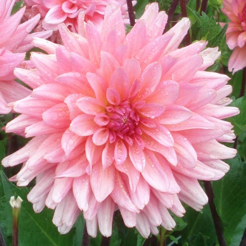 Schmuck-Dahlie Graaf Floris (Flowering)