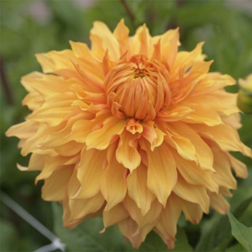 Riesenblütige Dahlie Hamari Gold (Flowering)