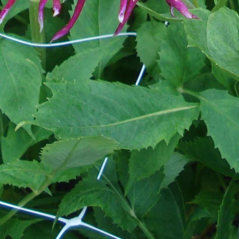 Kaktus-Dahlie Hollyhill Spider Woman (Foliage)
