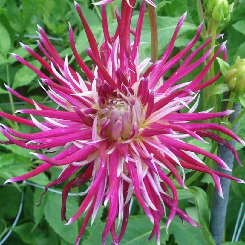 Kaktus-Dahlie Hollyhill Spider Woman (Flowering)