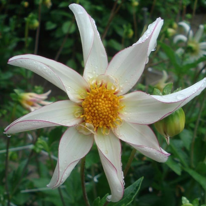 Stern-Dahlie Fragile (Flowering)