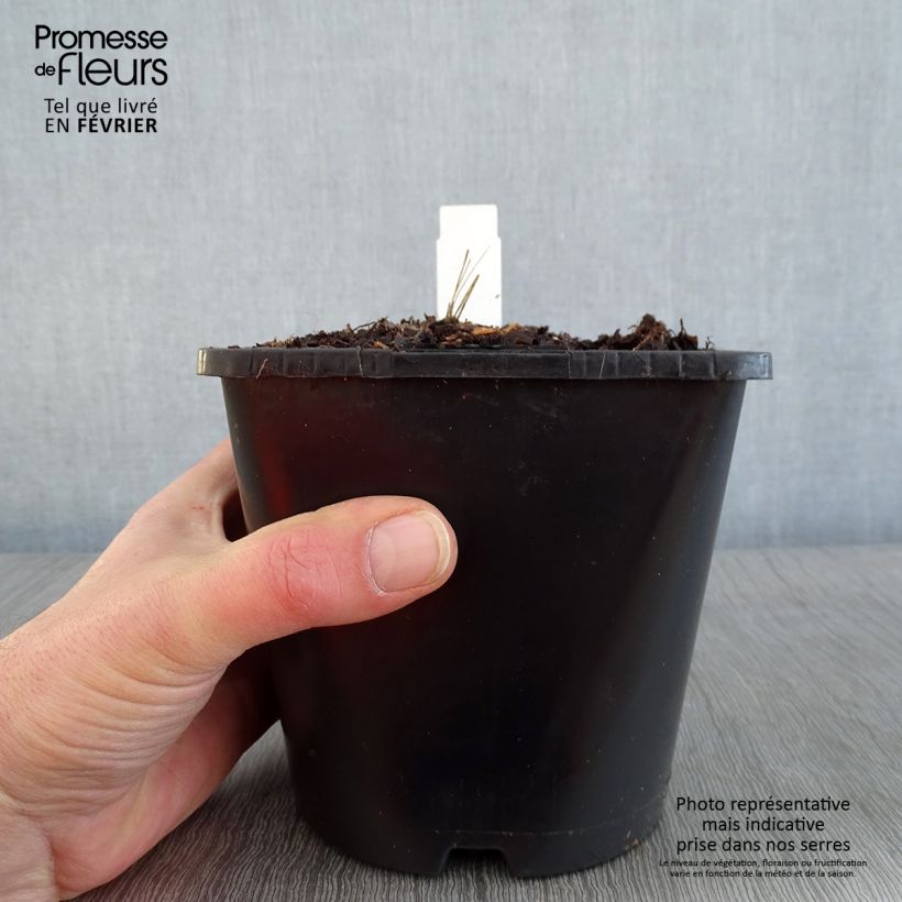 Exemplar von Stern-Dahlie Izarra Topf mit 2L/3L wie im Winter geliefert