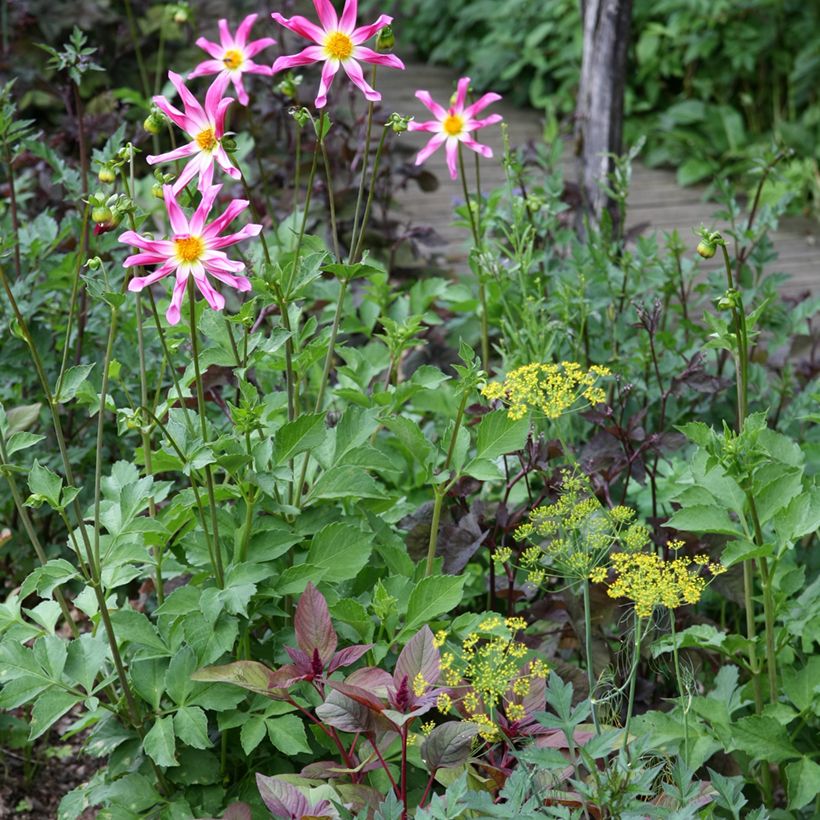 Stern-Dahlie Pink (Plant habit)