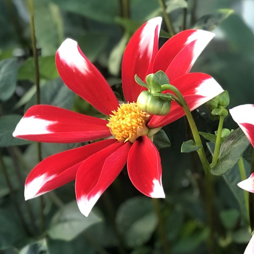 Stern-Dahlie Windmill (Flowering)