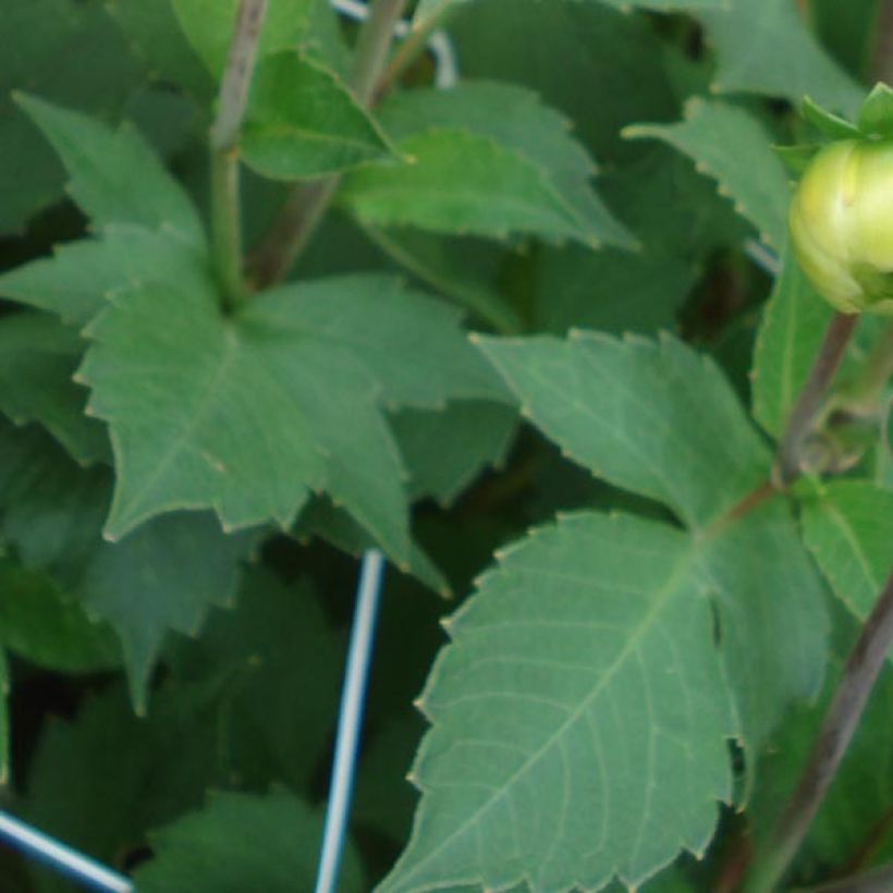 Pompon-Dahlie Icoon (Foliage)