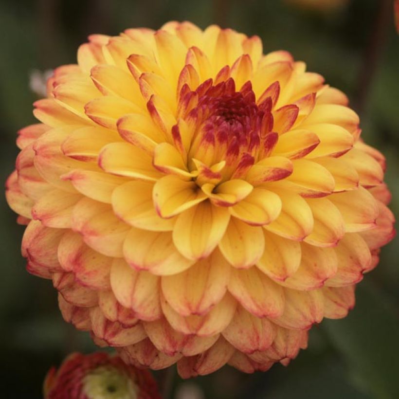 Pompon-Dahlie Icoon (Flowering)