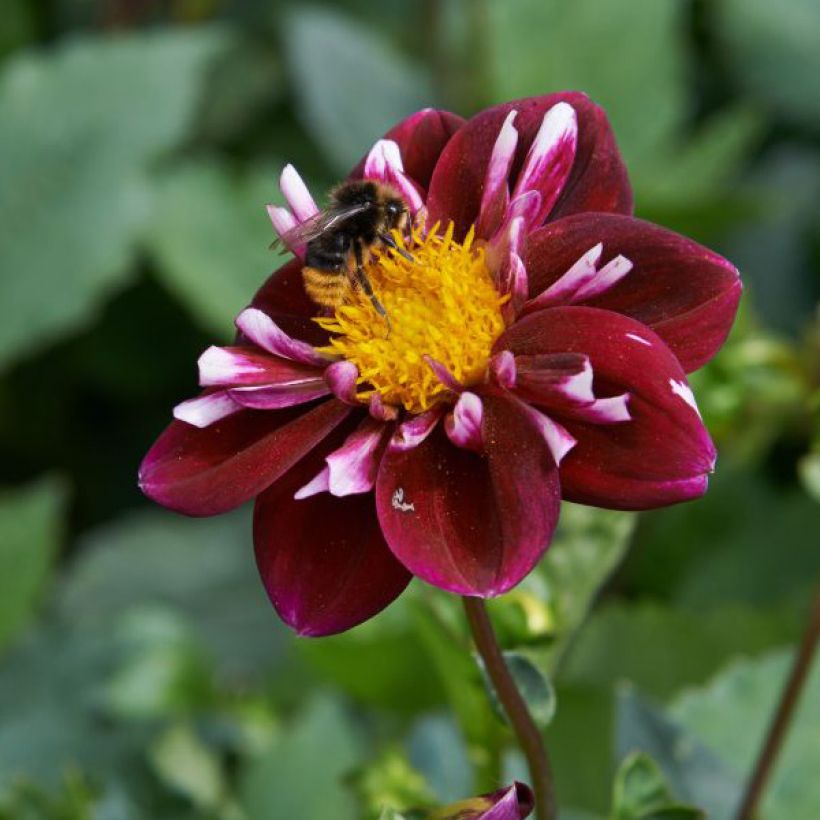 Halskrausen-Dahlie Impression Fantastico (Flowering)