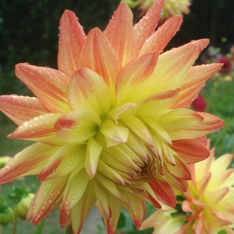 Kaktus-Dahlie Isadora (Flowering)
