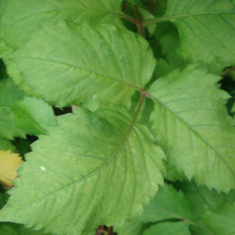 Kaktus-Dahlie Jaxon (Foliage)
